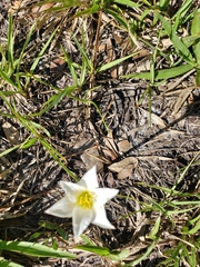 Zephyranthes simpsonii