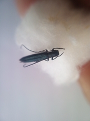 Theophilea subcylindricollis