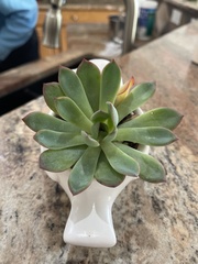 Echeveria pulidonis