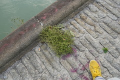 Arenaria serpyllifolia