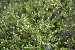 Arenaria serpyllifolia