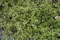Arenaria serpyllifolia