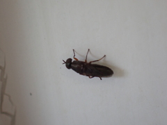 Scenopinus fenestralis