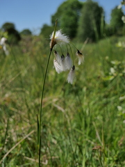 Eriophorum latifolium