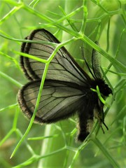 Lepidoptera