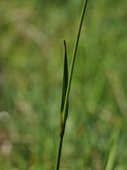 Eriophorum latifolium
