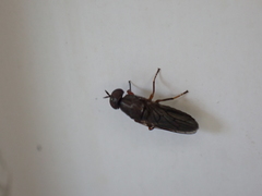 Scenopinus fenestralis