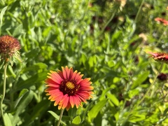 Gaillardia amblyodon