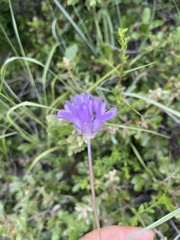 Dichelostemma congestum
