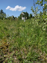 Eriophorum latifolium