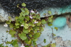 Cymbalaria muralis
