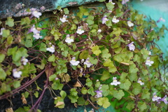 Cymbalaria muralis