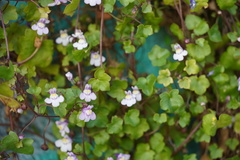 Cymbalaria muralis
