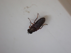 Scenopinus fenestralis