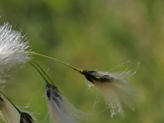 Eriophorum latifolium