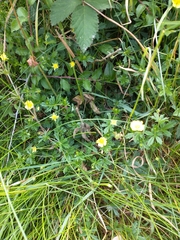 Potentilla × italica