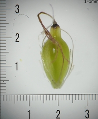 Eleocharis quinqueflora