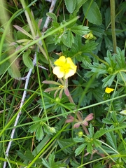 Potentilla × italica