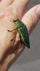 Psiloptera attenuata