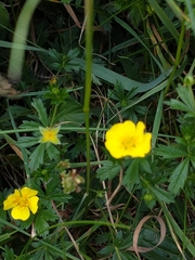 Potentilla × italica