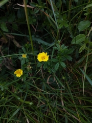 Potentilla × italica