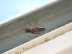 Scenopinus fenestralis