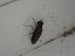 Scenopinus fenestralis