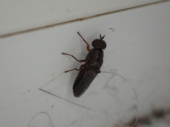 Scenopinus fenestralis