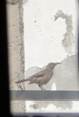 Toxostoma curvirostre