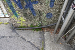 Campanula poscharskyana