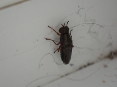 Scenopinus fenestralis