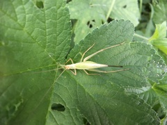 Oecanthus longicauda