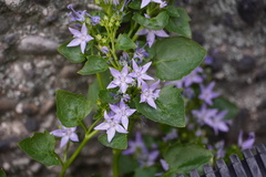 Campanula poscharskyana