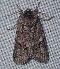 Acronicta euphorbiae