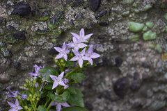 Campanula poscharskyana