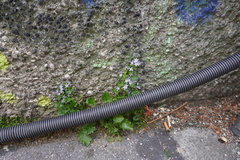 Campanula poscharskyana