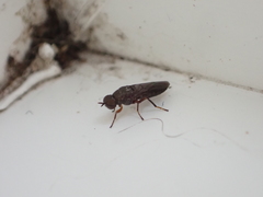 Scenopinus fenestralis