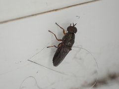 Scenopinus fenestralis