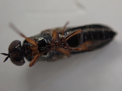 Scenopinus fenestralis