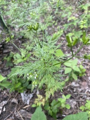 Trepocarpus aethusae