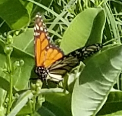 Danaus plexippus
