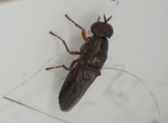 Scenopinus fenestralis