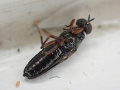 Scenopinus fenestralis