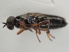 Scenopinus fenestralis