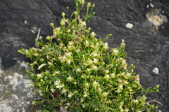 Sagina procumbens