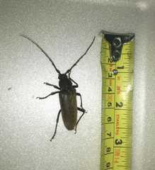 Enaphalodes hispicornis