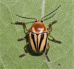 Cryptocephalus venustus