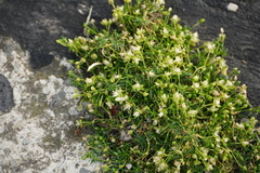 Sagina procumbens
