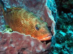 Epinephelus guttatus