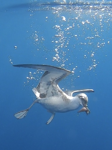 Great Shearwater, photo 7 of 8